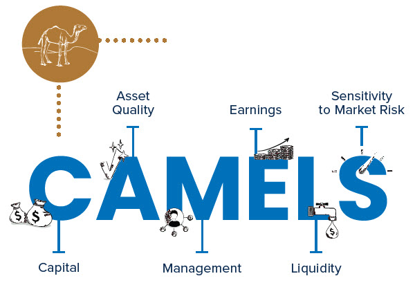 Camels